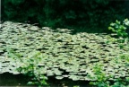 Nuphar lutea, Nénuphar jaune