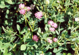 Trifolium resupinatum, Trèfle renversé