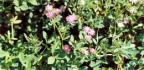 Trifolium resupinatum, Trèfle renversé