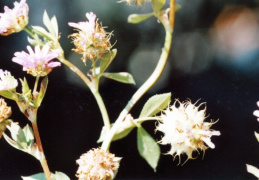 Trifolium resupinatum, Trèfle renversé