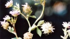 Trifolium resupinatum, Trèfle renversé
