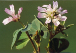Trifolium resupinatum, Trèfle renversé