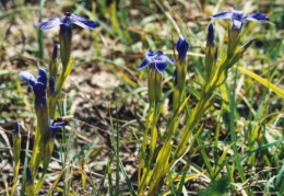 Gentiana ciliata, Gentiane ciliée