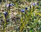 Gentiana ciliata, Gentiane ciliée