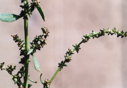 Atriplex patula