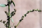 Atriplex patula