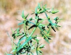 Euphorbia exigua, Euphorbe fluette