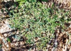 Euphorbia exigua, Euphorbe fluette