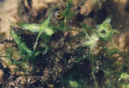 Lemna trisulca, Lentille d'eau à trois lobes