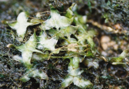 Lemna trisulca, Lentille d'eau à trois lobes