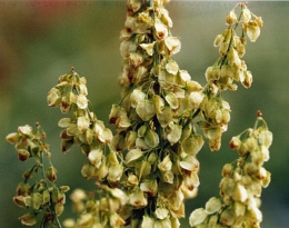Rumex aquaticus