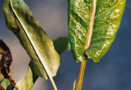 Rumex aquaticus