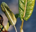 Rumex aquaticus