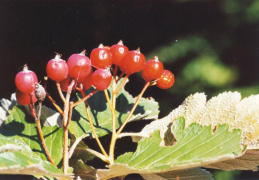 Sorbus mougeotii, Sorbier de Mougeot