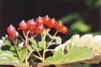 Sorbus mougeotii, Sorbier de Mougeot