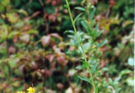 Hieracium umbellatum, Épervière en ombelle