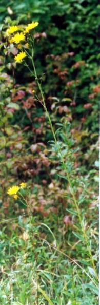 20030925_courtedoux_creugenat_hieracium_umbellatum_01.jpg