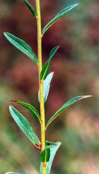 20030925_courtedoux_creugenat_hieracium_umbellatum_02.jpg