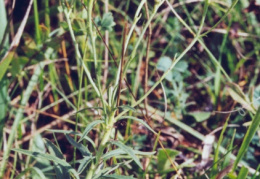 Hieracium umbellatum, Épervière en ombelle