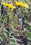 Hieracium umbellatum, Épervière en ombelle