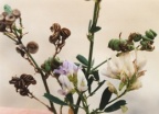 Medicago x varia, Luzerne bigarrée