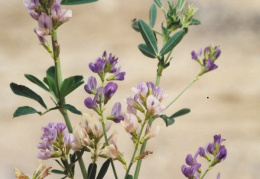 Medicago x varia, Luzerne bigarrée