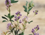 Medicago x varia, Luzerne bigarrée