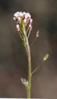 Draba muralis