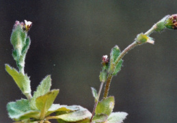 Draba muralis