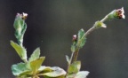 Draba muralis