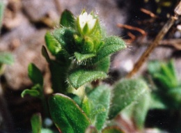 Cerastium brachypetalum
