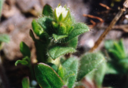 Cerastium brachypetalum