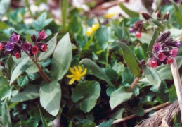 Pulmonaria mollis, Pulmonaire molle