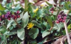 Pulmonaria mollis, Pulmonaire molle