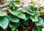 Viola mirabilis