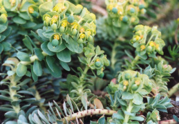 Euphorbia myrsinites, Euphorbe myrte