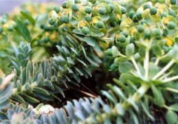 Euphorbia myrsinites, Euphorbe myrte
