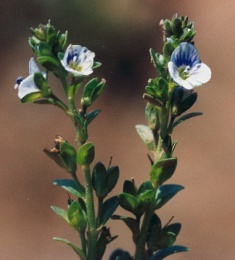 Veronica serpyllifolia, Véronique à feuilles de serpolet