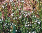 Veronica serpyllifolia, Véronique à feuilles de serpolet