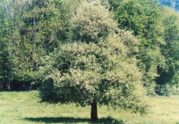 Pyrus nivalis, Poirier des neiges