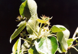 Pyrus nivalis, Poirier des neiges