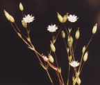 Minuartia hybrida