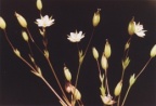 Minuartia hybrida