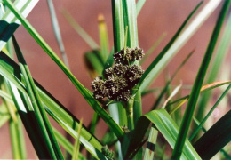 Scirpus sylvaticus, Scirpe des forêts