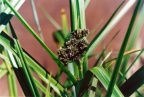 Scirpus sylvaticus, Scirpe des forêts