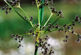 Scirpus sylvaticus, Scirpe des forêts