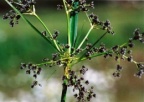 Scirpus sylvaticus, Scirpe des forêts