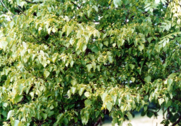 Tilia cordata