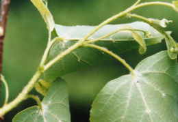 Tilia cordata