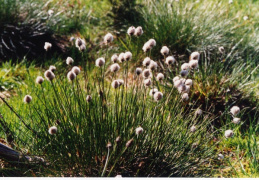 Eriophorum vaginatum, Linaigrette engainante